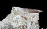 Top Quality Plesiosaur Tooth With Vertebra - Morocco #34273-2